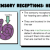 Sensory Receptors - Image 4